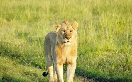 Planning Your First Safari: What to Expect