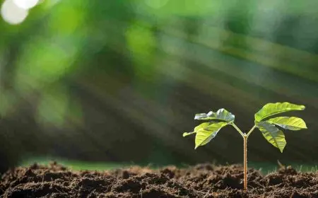 The Evolution of Life on Earth: A Brief History