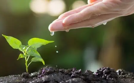 The Role of Trees in Combating Climate Change