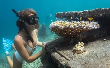 How Coral Reefs Support Marine Life