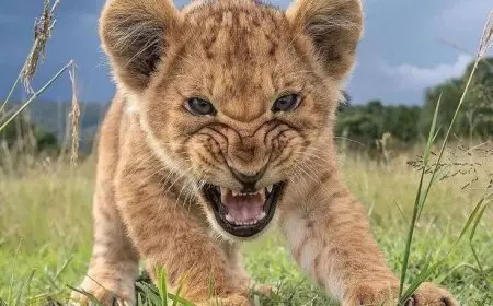 How Animals Communicate in the Wild