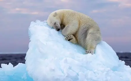 How Climate Change Affects Wildlife