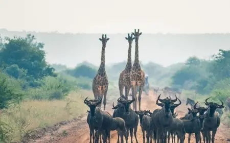 Why Conservation Efforts Matter