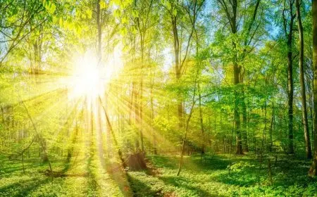 The Science Behind Photosynthesis in Plants