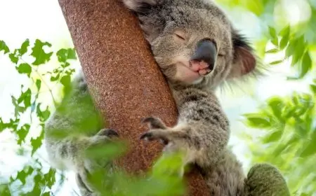 How Endangered Species Are Protected