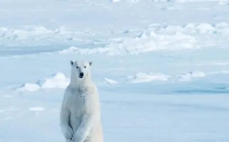 Why the Polar Regions Are Crucial for Our Climate