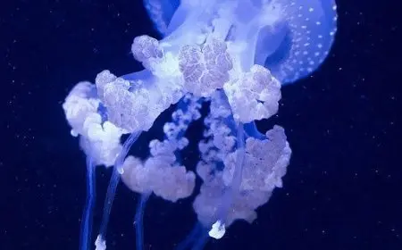 The Unique Biology of Deep-Sea Creatures