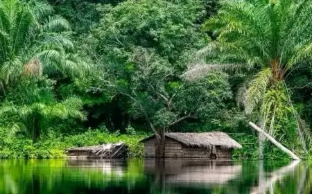 The Importance of Wetlands in Our Ecosystems