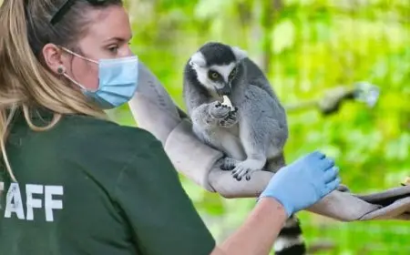The Role of Zoos in Animal Conservation