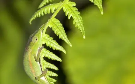 The Science Behind Animal Camouflage