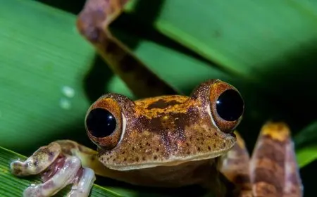 How Human Activity Impacts Biodiversity