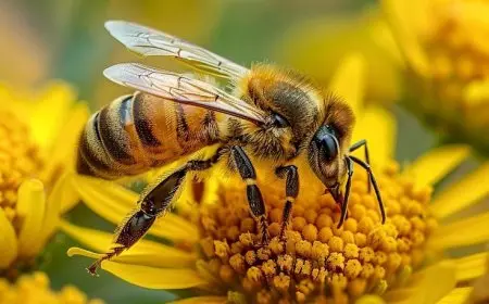 Why Bees Are Essential for Food Production