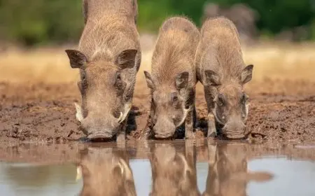 The Importance of Grasslands and Savannas