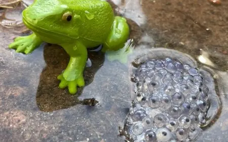 The Life Cycle of a Frog: From Egg to Adult