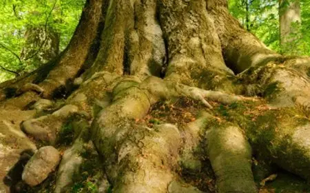 How Plants Communicate with Each Other