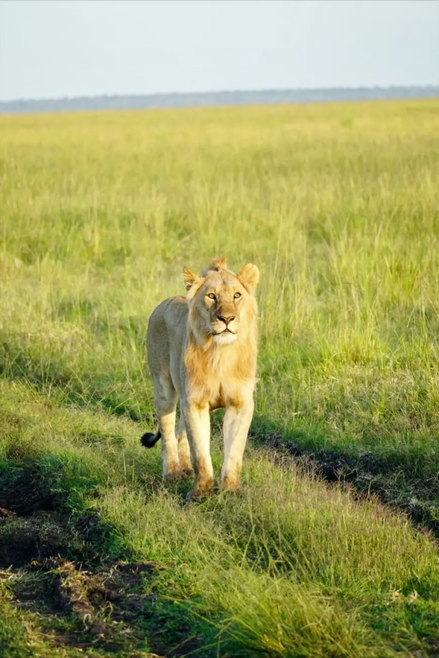 Planning Your First Safari: What to Expect