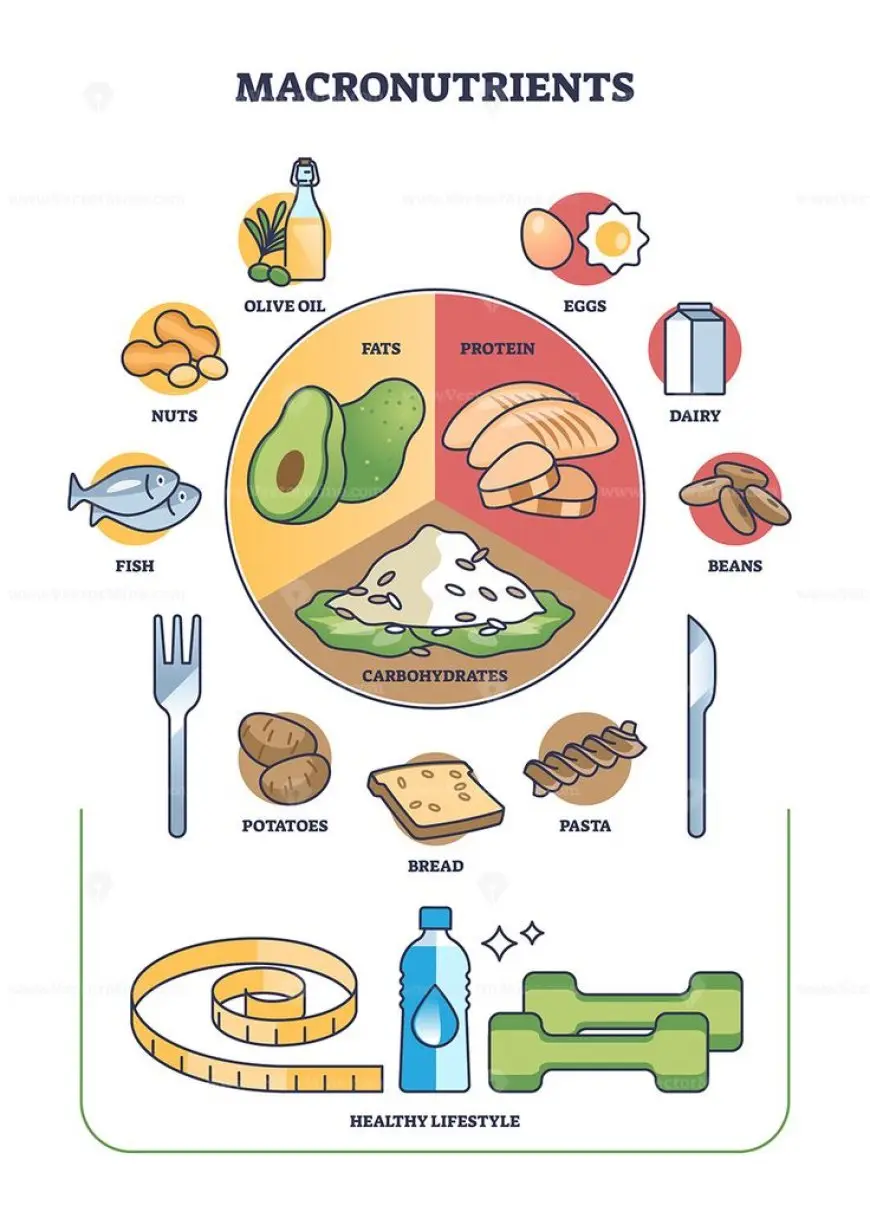 Understanding Macronutrients: Proteins, Fats, and Carbs