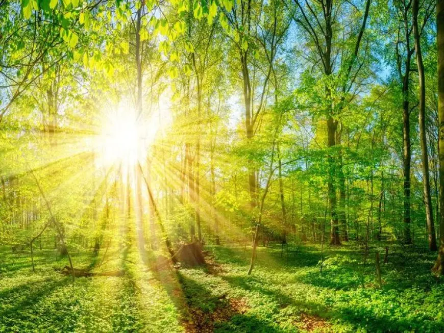 The Science Behind Photosynthesis in Plants