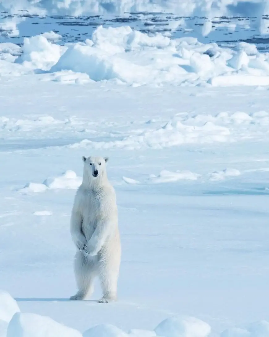 Why the Polar Regions Are Crucial for Our Climate