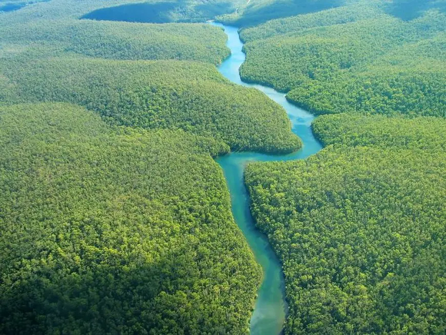 Exploring the Largest Forests on Earth