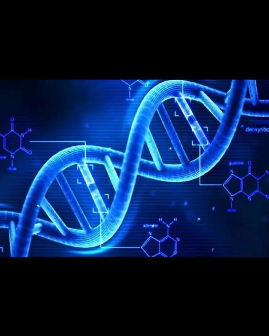 The Role of DNA in Evolution