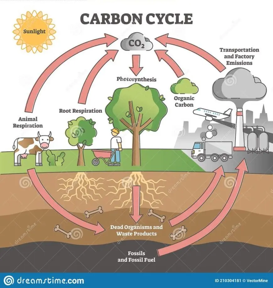 The Importance of the Carbon Cycle