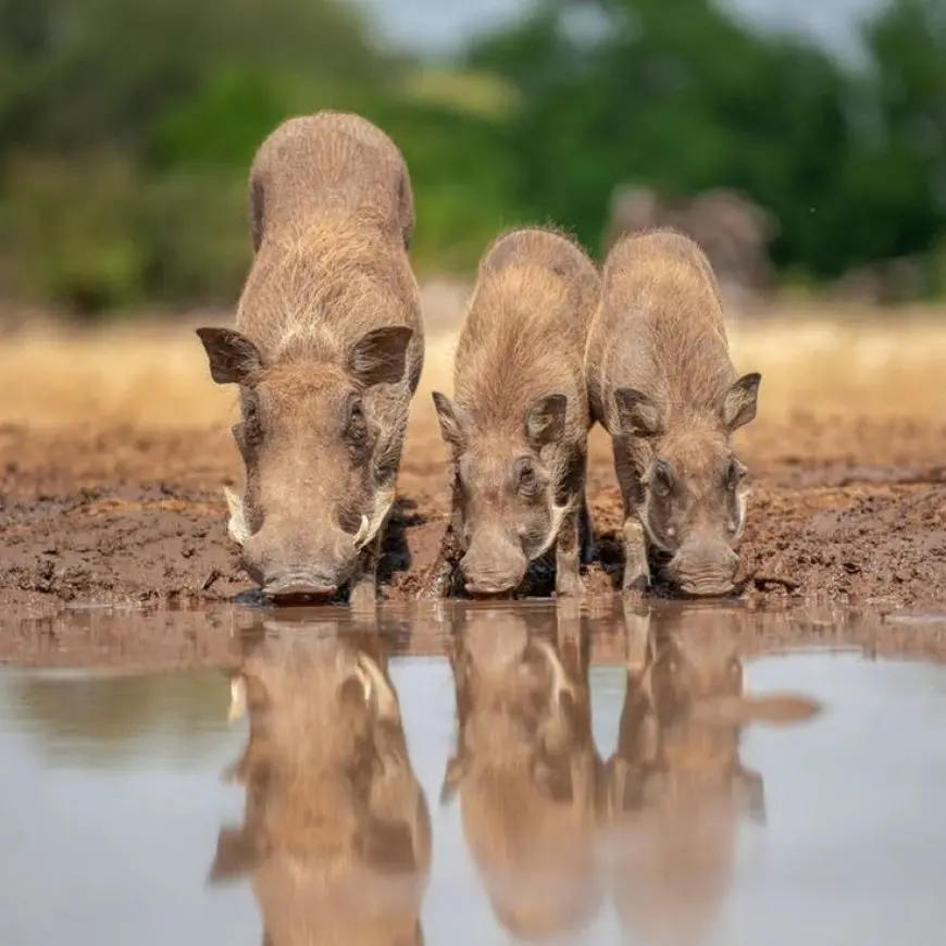 The Importance of Grasslands and Savannas