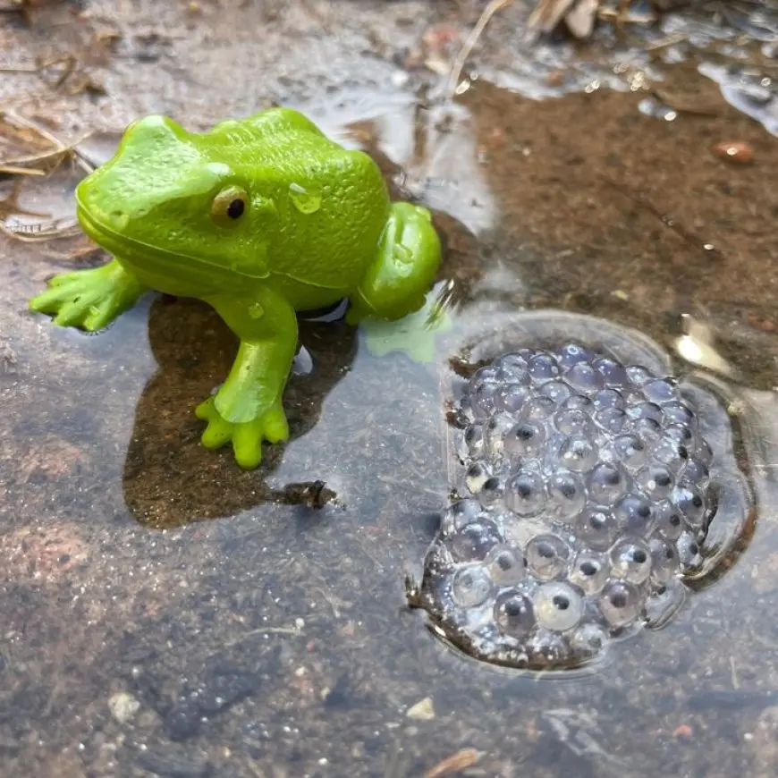 The Life Cycle of a Frog: From Egg to Adult