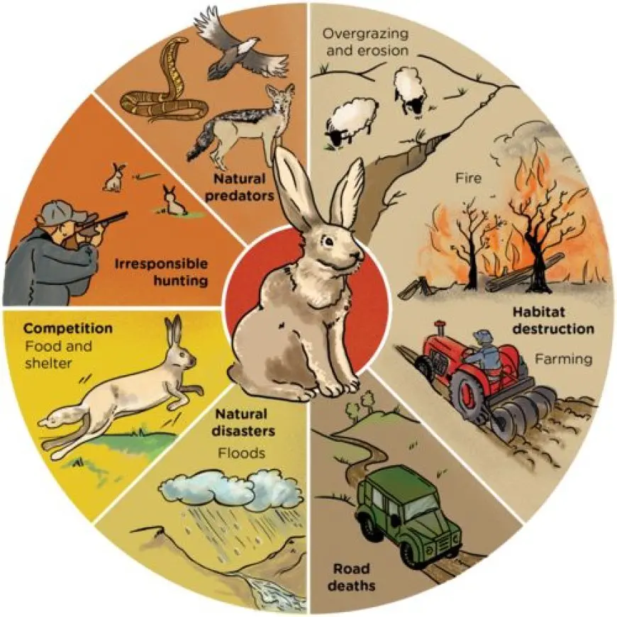 Why the Food Chain Is Important in Ecosystems