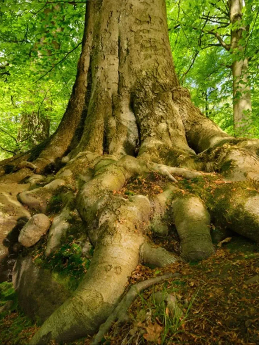 How Plants Communicate with Each Other