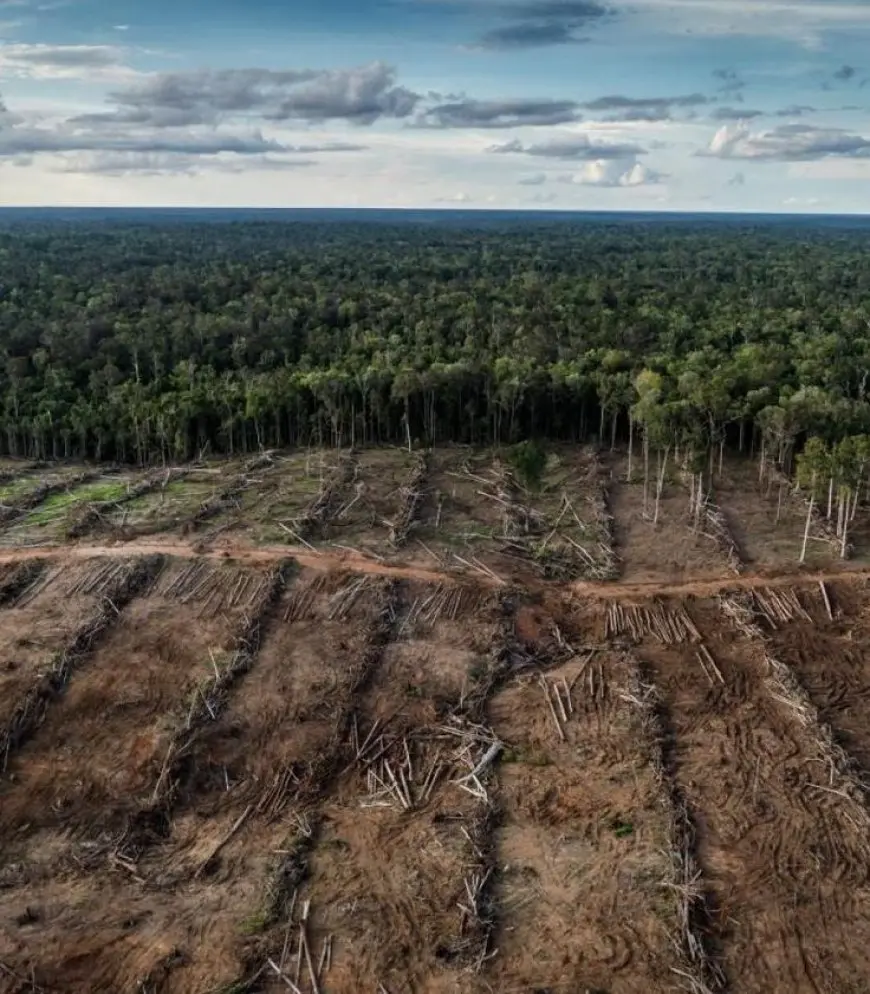 Understanding Deforestation and Its Impacts